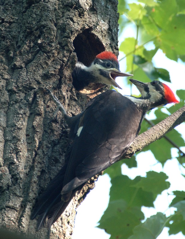 Pileated Woodpecker and young