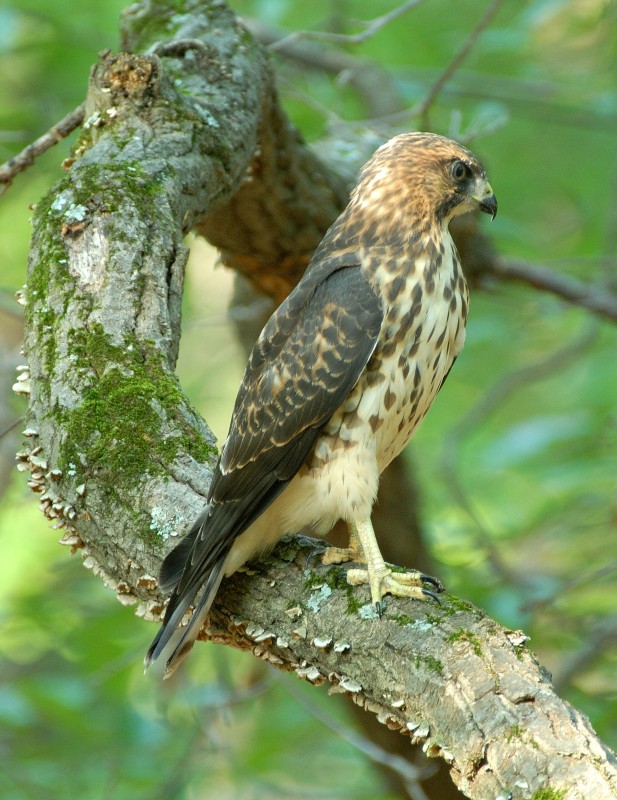 Red Tail Hawk Juvenile