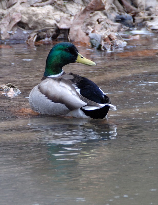 Male Mallard