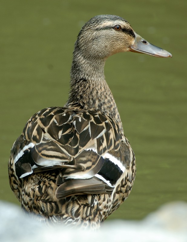 Female Mallard