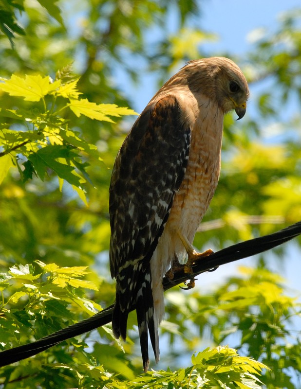 Red Shouldered Hawk