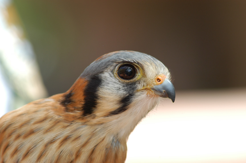 Heres looking at you.