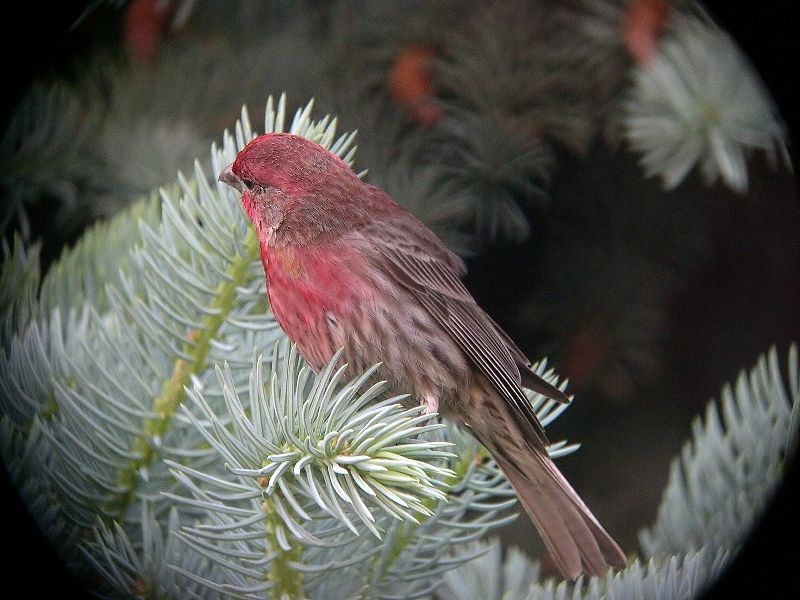 House Finch