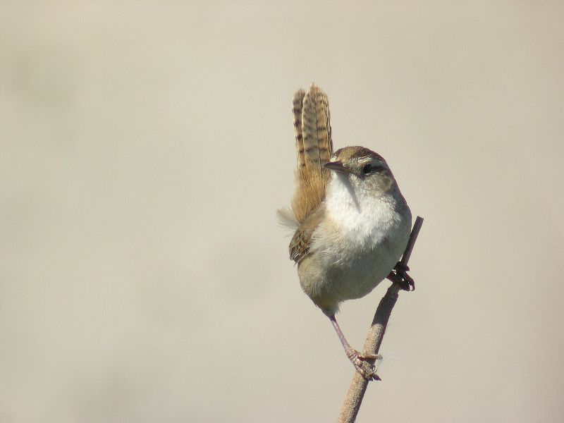 Marsh Wren
