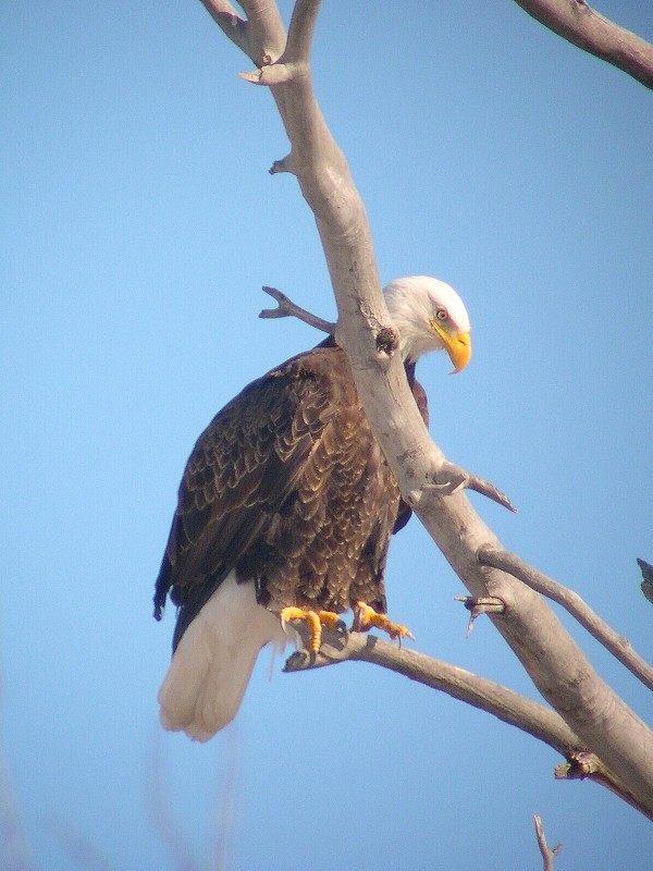 Bald Eagle and Talons image