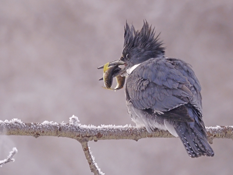 Belted Kingfisher on a Frosty Morning