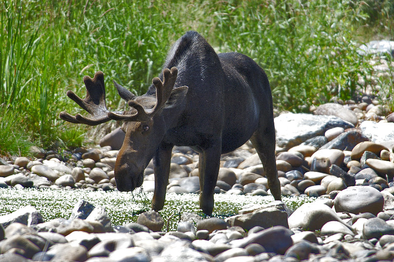 Bull Moose - Feeding