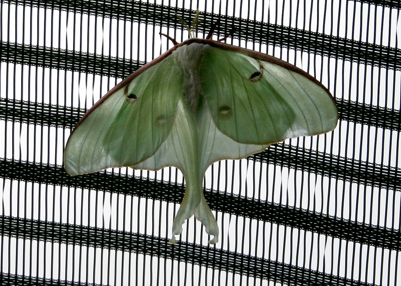 Luna Moth