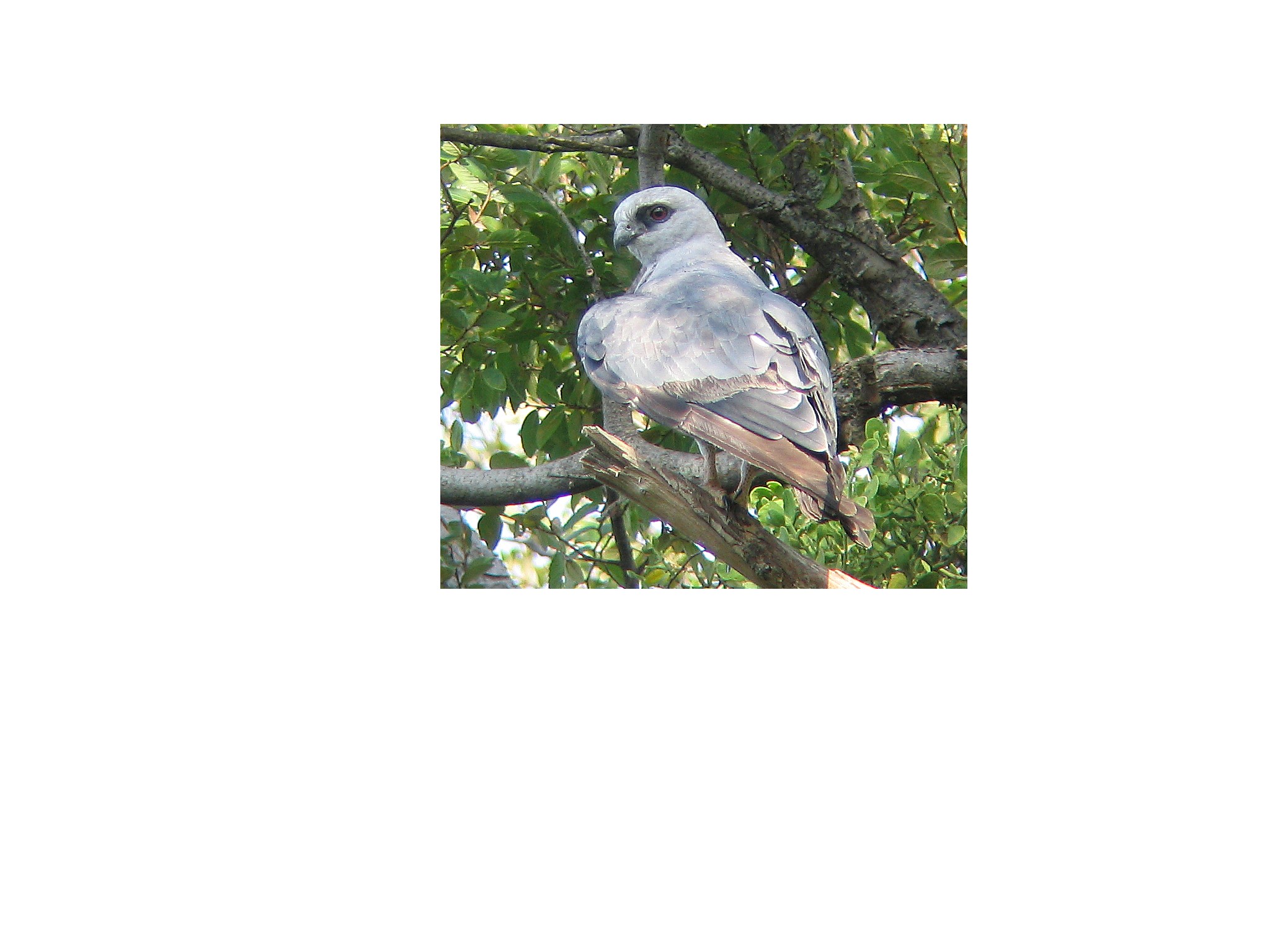 Mississippi Kite image