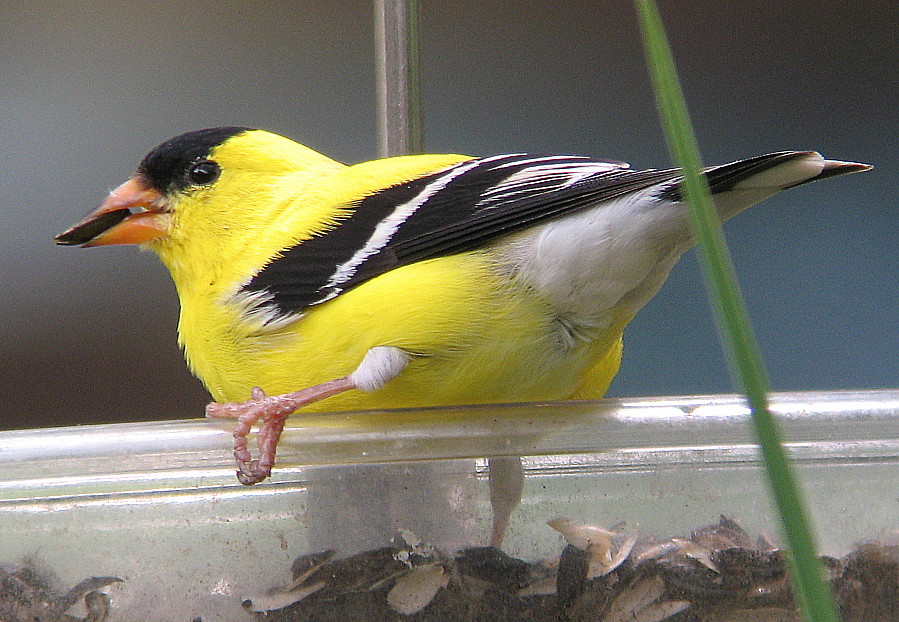GOLDFINCH