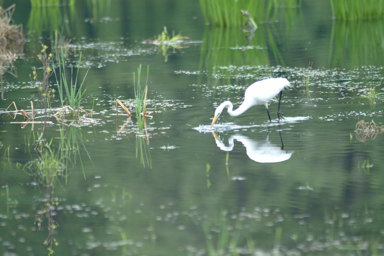 Great Egret image