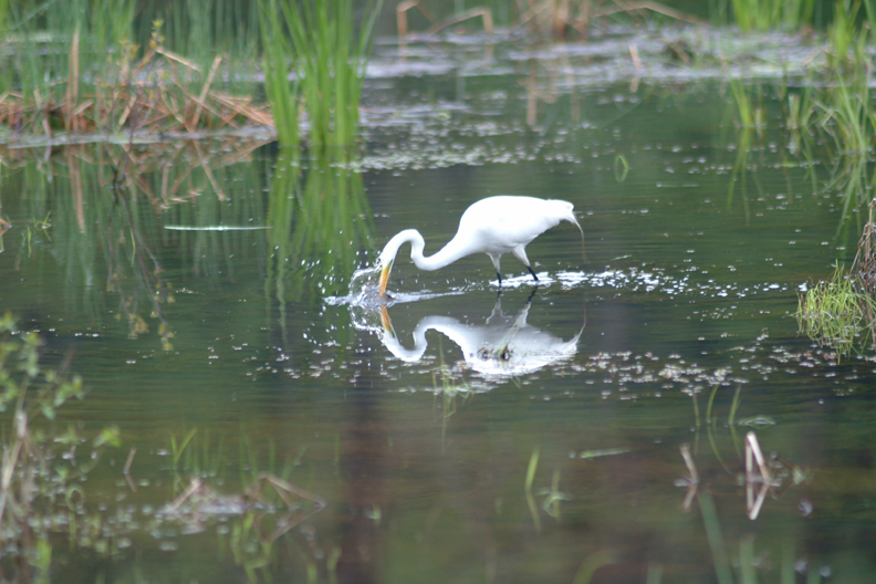Great Egret image