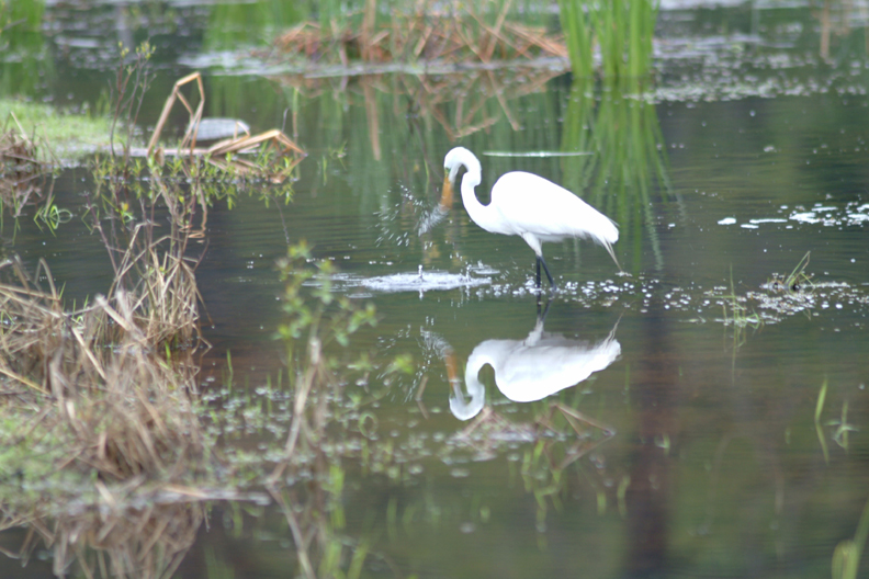 Great Egret image