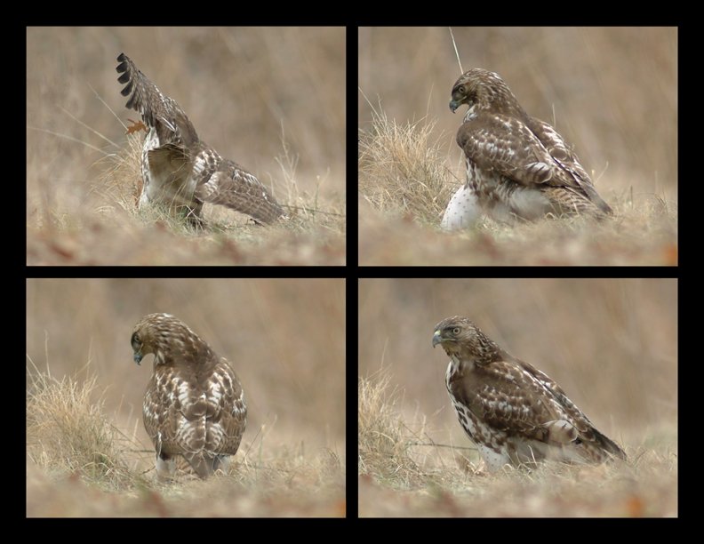 Red Tail Hawk image