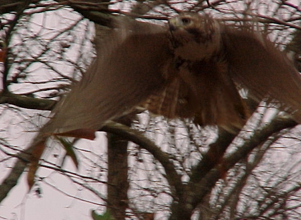 Death On The Wing image