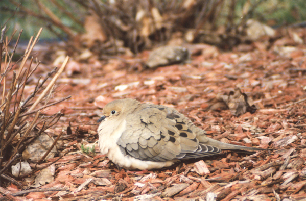 Ruffled Dove image