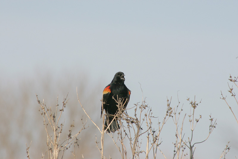 Red Winged Blackbird