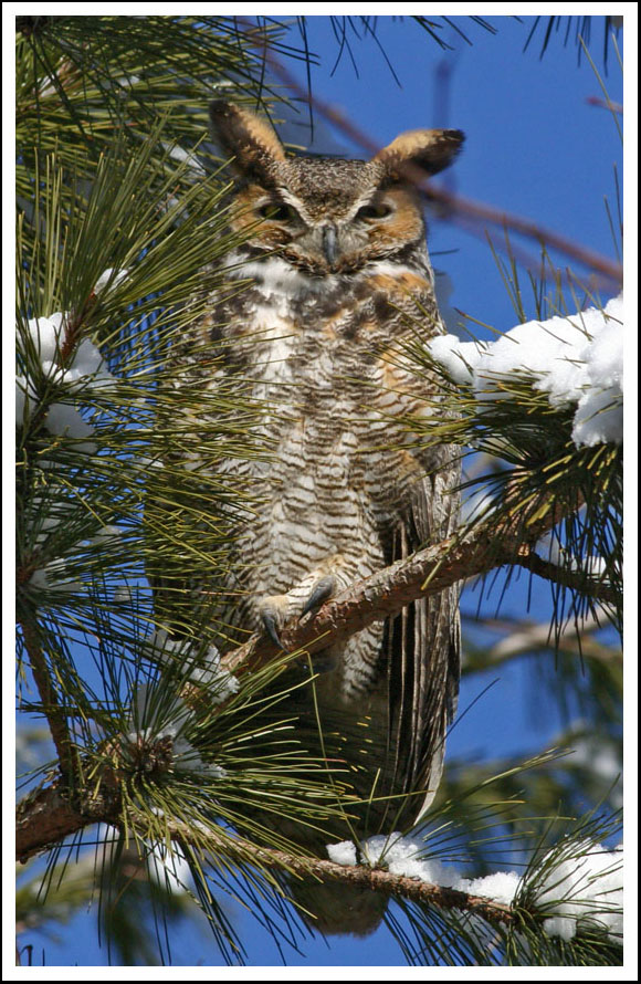 Great Horned Owl