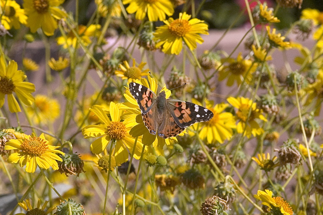 Painted Lady