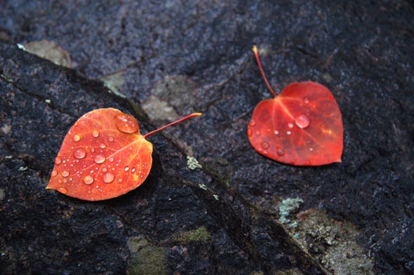 Raindrop leaves