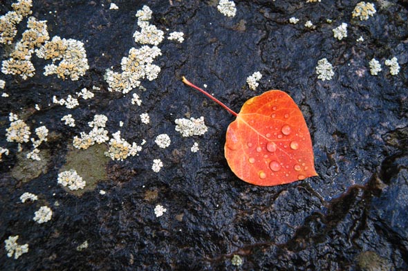 Red Leaf and Lichen