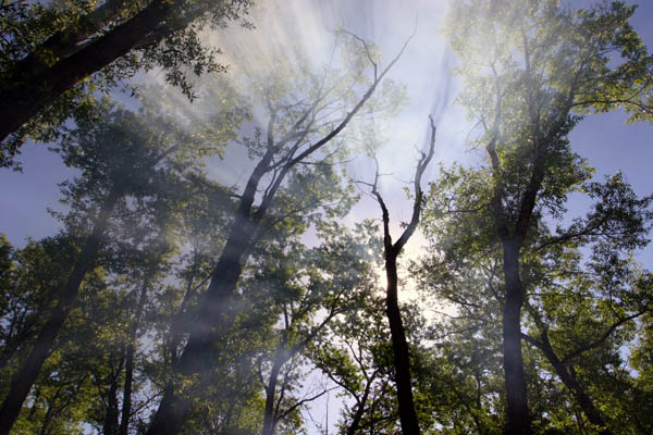 Smoky Trees I