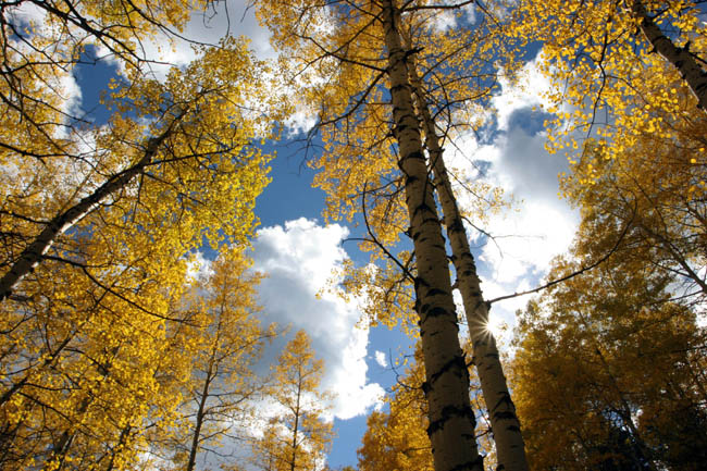 Aspen grove San Isabel