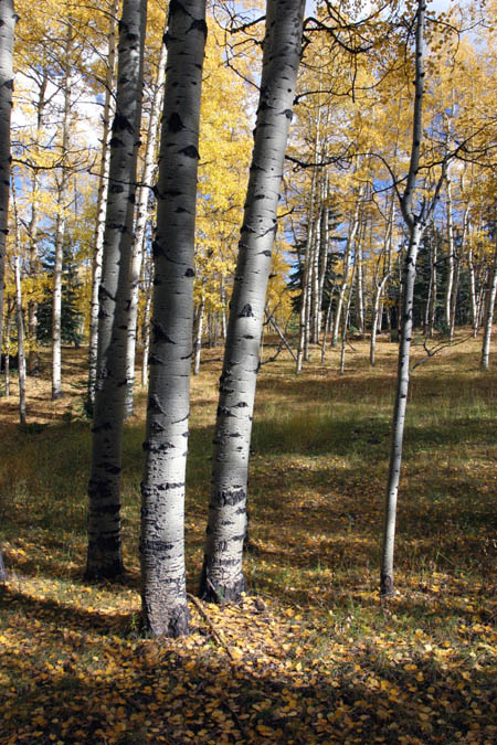 Aspen grove San Isabel b.