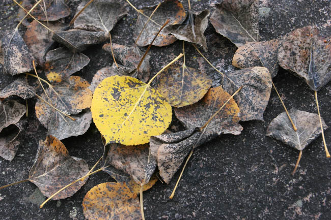 End Of fall