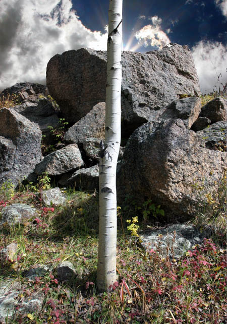 Lone aspen