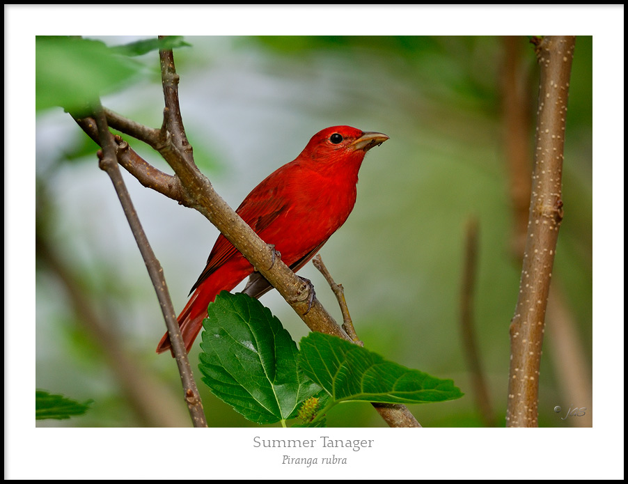 Summer Tanager
