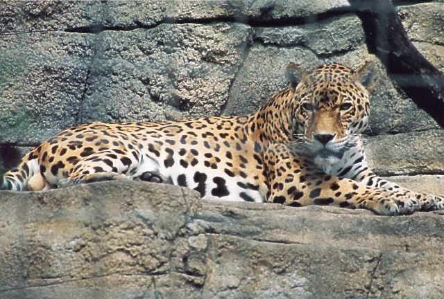Cool Cat: VI