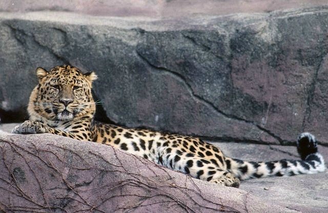 Cool Cat: VII