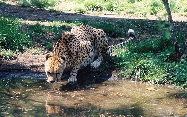 Cool Cat: VIII