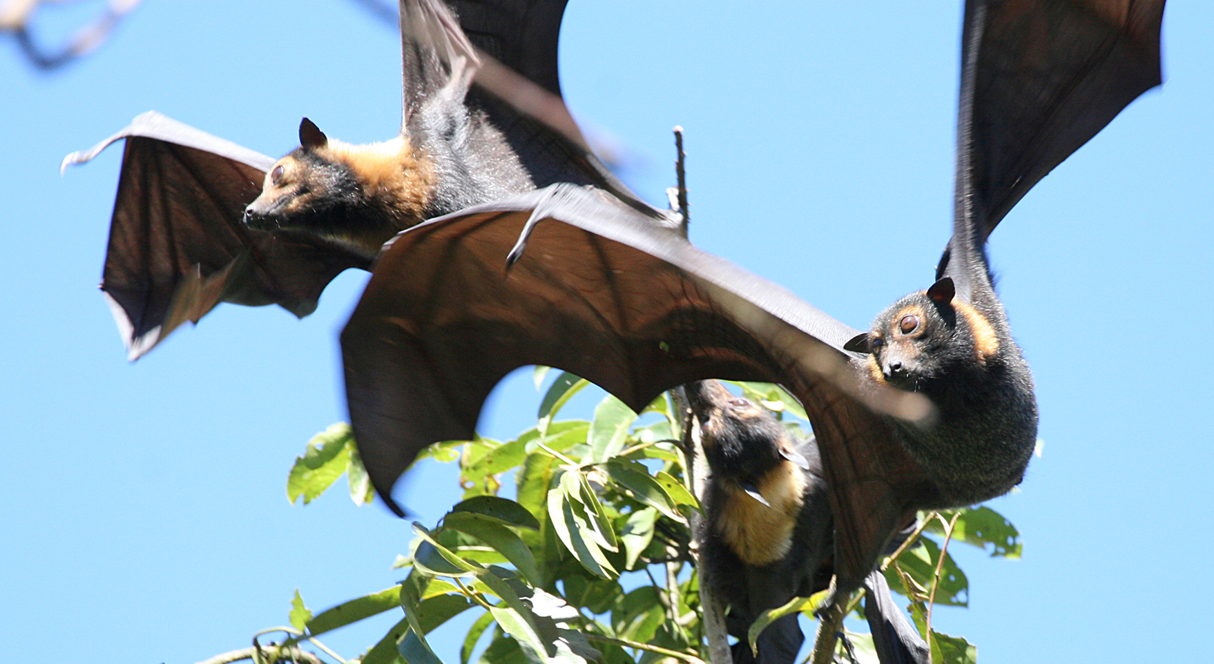 Flying Fox Away!