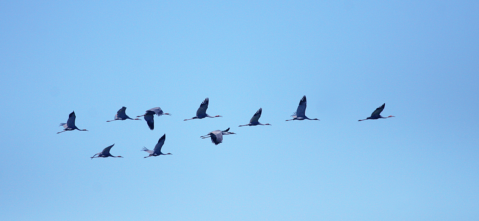 Saurus Cranes in Flight