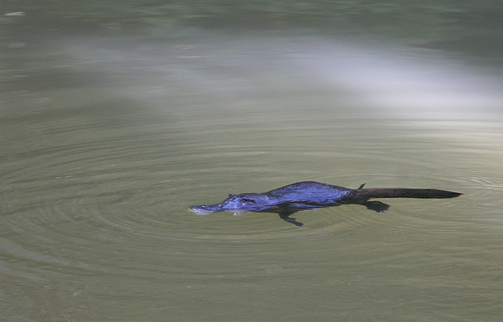 Duck-billed Platypus