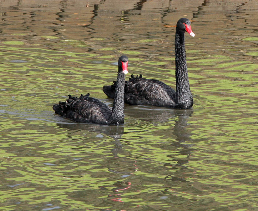 Wild Black Swans in the Yarra River, Melbourne