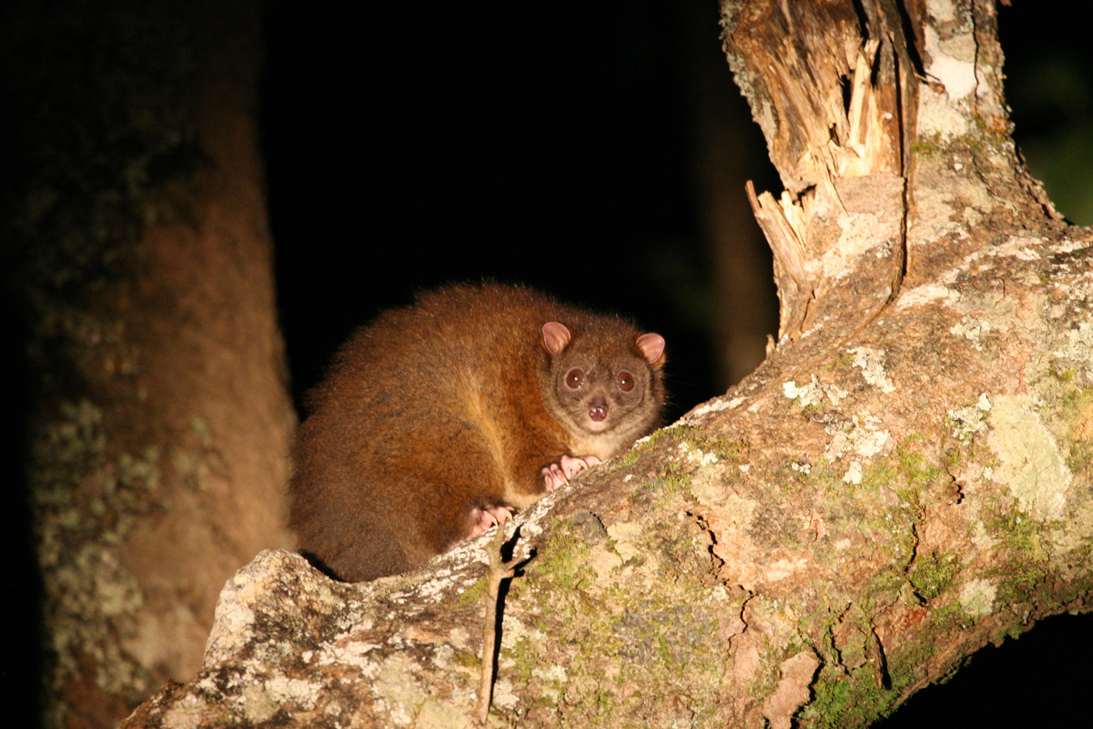 Coppery Brushtail Possum