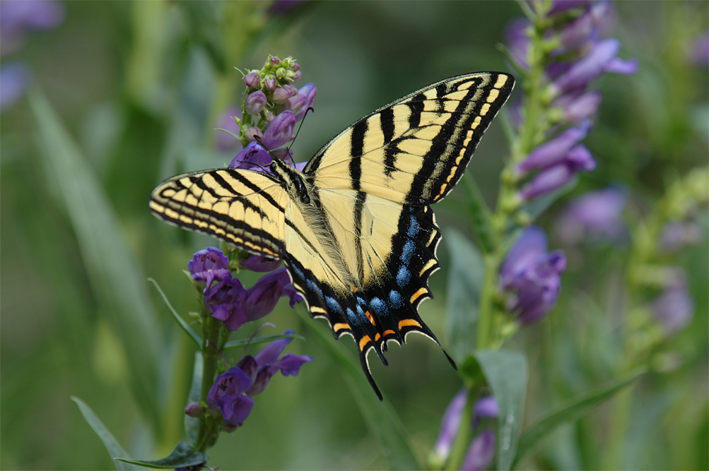 Double Tailed Swallowtail