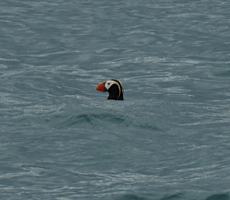 Tufted Puffin In Open Water