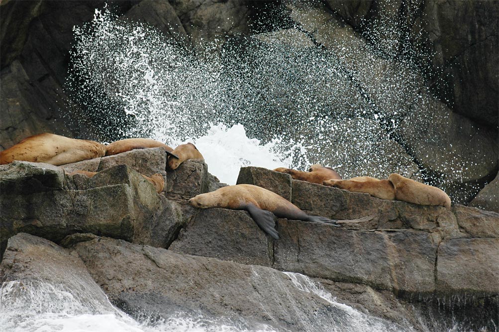 Sea Lions Hauled Out