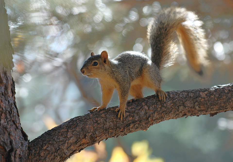 Red On A Branch