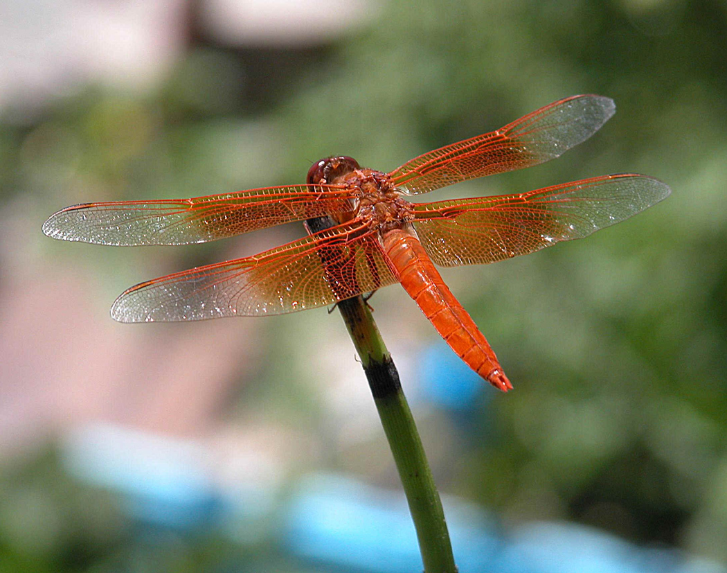 dragonfly
