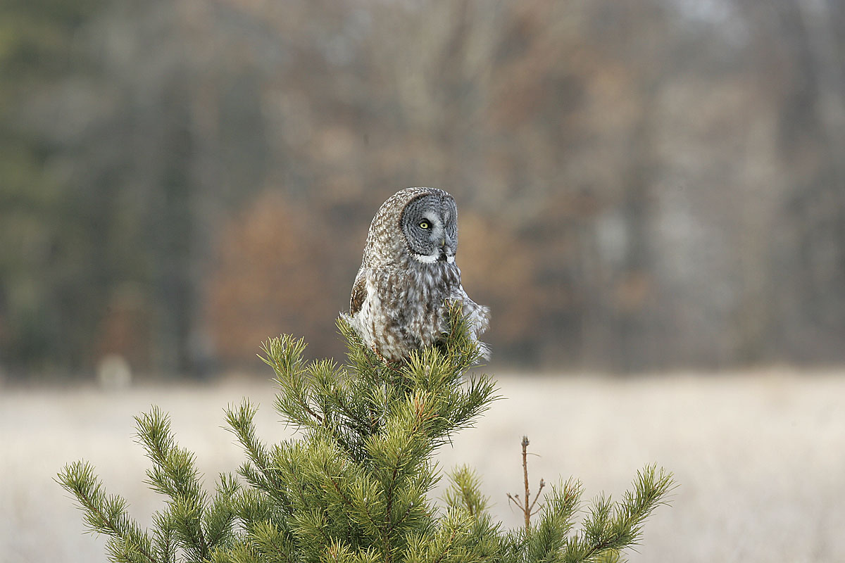 Greay Gray Owls