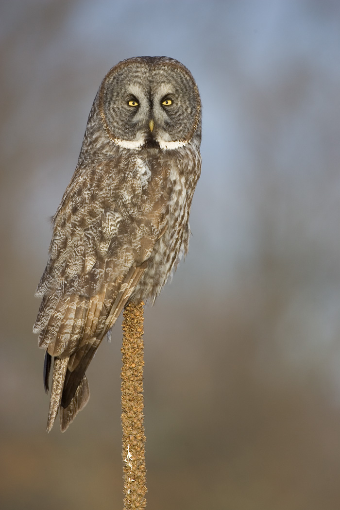 Great Gray Owl