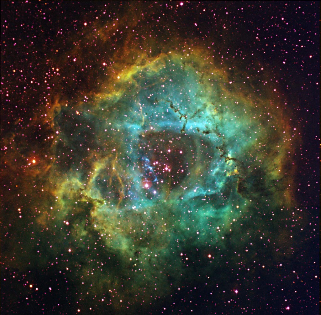 Rose of a different color #2