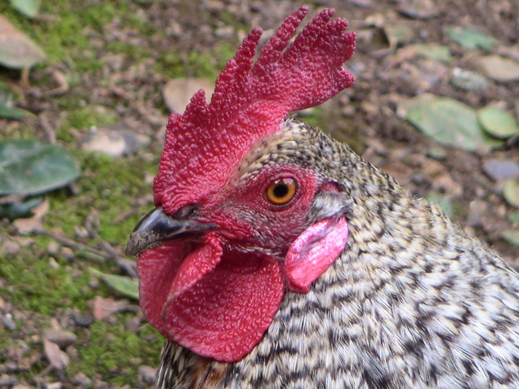 Rooster