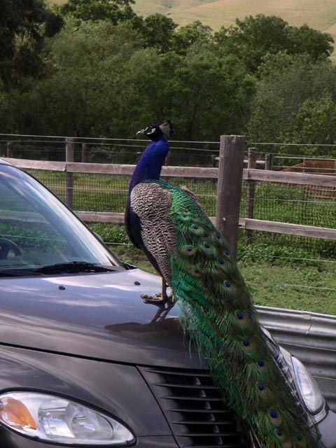 Custom Hood Ornament