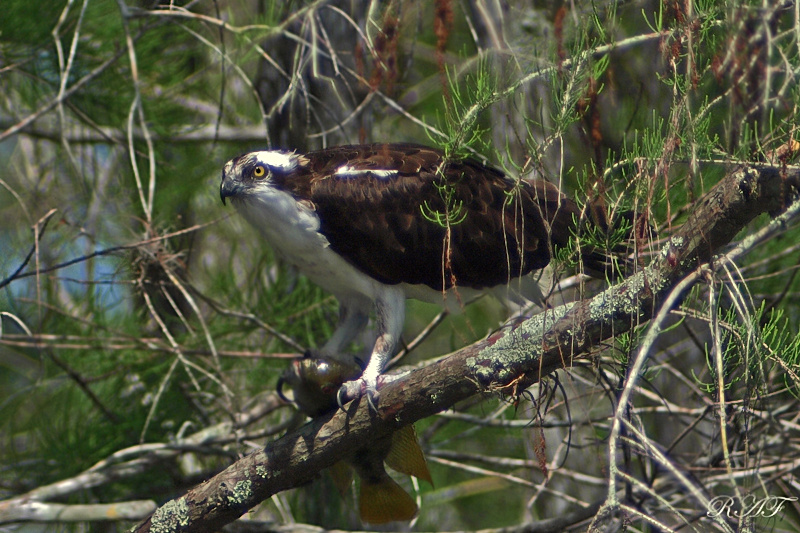 Osprey